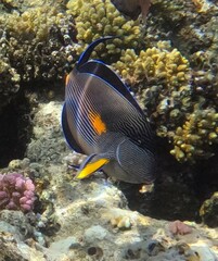 Acanthurus sohal
