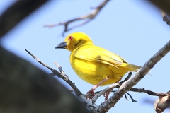 Ploceus subaureus subaureus