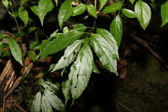 Sambucus australasica