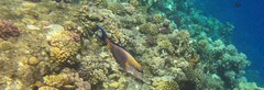 Acanthurus sohal