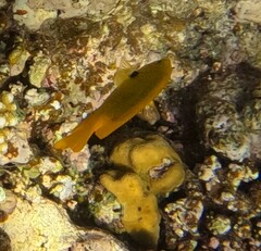 Pomacentrus sulfureus