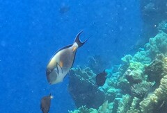 Acanthurus sohal