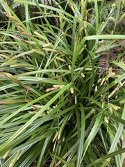 Carex forsteri