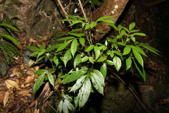 Sambucus australasica