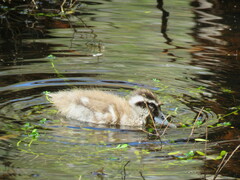 Malacorhynchus membranaceus