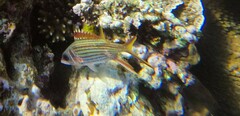 Neoniphon sammara