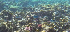 Abudefduf vaigiensis
