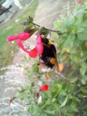 Bombus terrestris