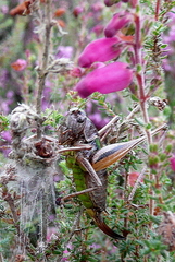 Metrioptera brachyptera