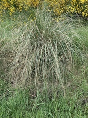 Chionochloa rigida rigida