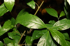 Ficus fraseri