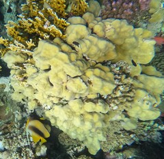 Pycnochromis dimidiatus