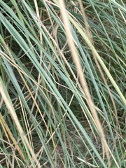 Chionochloa rigida rigida
