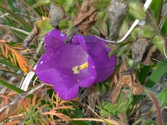 Campanula medium