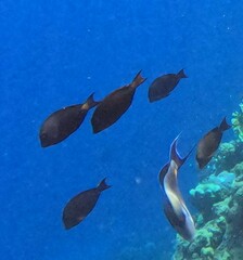 Ctenochaetus striatus