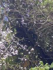 Anthornis melanura
