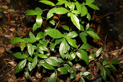 Ficus fraseri