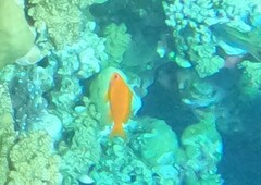 Pseudanthias squamipinnis