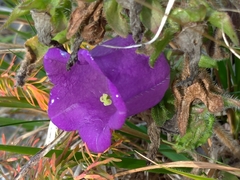 Campanula medium