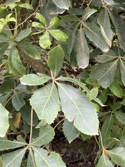 Pseudopanax colensoi