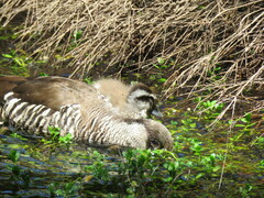 Malacorhynchus membranaceus