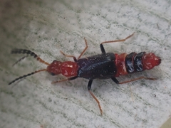 Carphurus longicollis