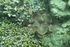 Tridacna squamosa