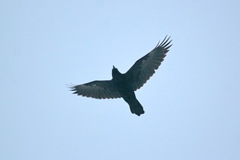 Corvus corax