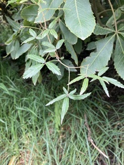 Rubus schmidelioides