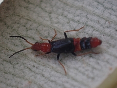 Carphurus longicollis