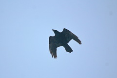 Corvus corax