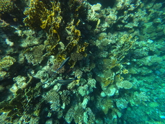 Acanthurus sohal