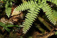 Adiantum silvaticum