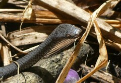 Flat-Snouted Wolf Snake photo 2