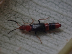 Carphurus longicollis