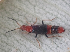 Carphurus longicollis