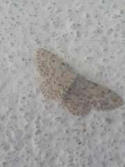 Idaea camparia