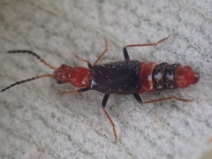 Carphurus longicollis