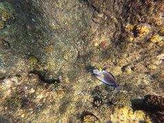 Acanthurus sohal