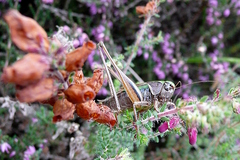 Metrioptera brachyptera
