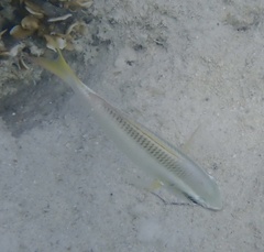 Scolopsis affinis