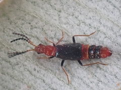Carphurus longicollis