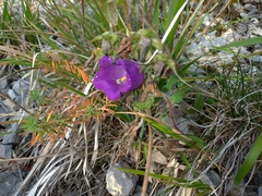 Campanula medium