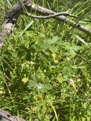 Geranium homeanum