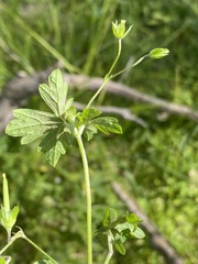 Geranium homeanum
