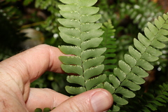 Adiantum silvaticum