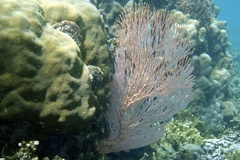Melithaea
