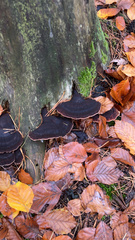 Ischnoderma benzoinum