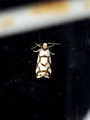 Scaptesyle dichotoma