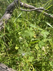 Geranium homeanum